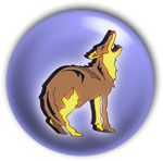 Coyotte
